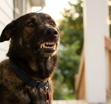 Close-up shot of a black dog sitting on a porch and growling.